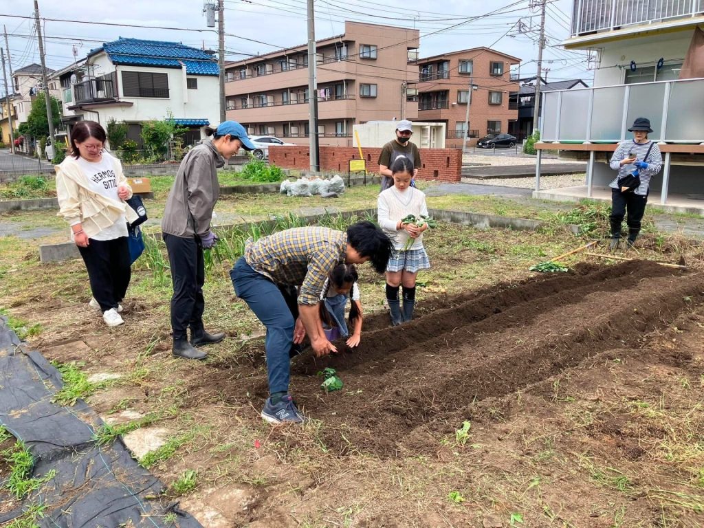 「ハタケ部2026年5月の活動報告」さつまいもの苗植え＆新玉ねぎの大収穫！のサムネイル画像