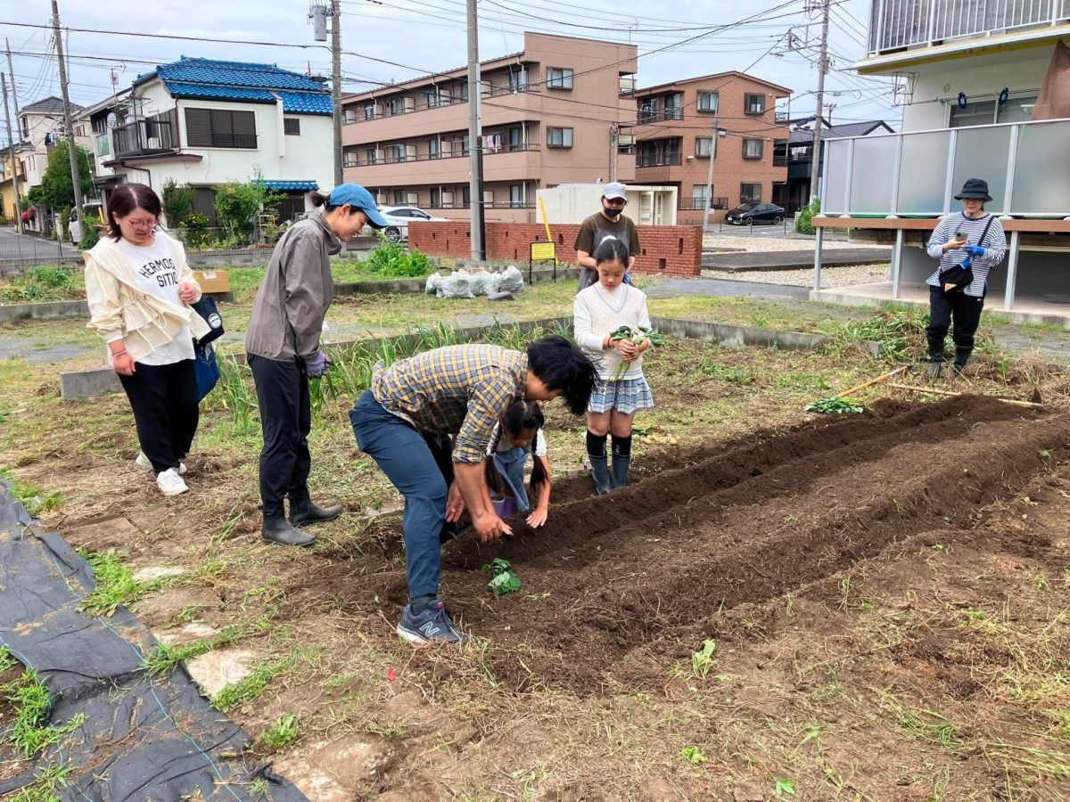 「ハタケ部2026年5月の活動報告」さつまいもの苗植え＆新玉ねぎの大収穫！